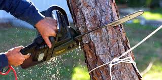 How Our Tree Care Process Works  in Lake Lure, NC